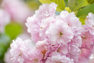 blossoming pink cherry in spring