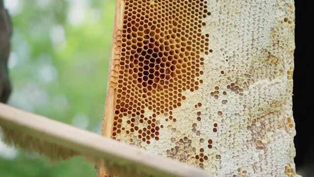 Beekeeper sweeps bees down from the honeycomb. Slow Motion 120p