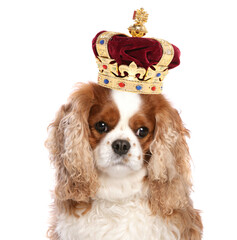 King Charles Spaniel Dog wearing a crown isolated on a white background