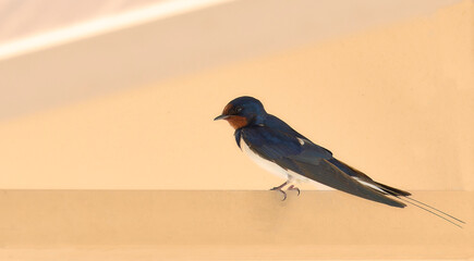GOLONDRINA COMÚN DESCANSANDO