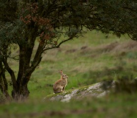 Fototapeta premium CONEJO SILVESTRE