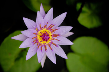 Nymphaeaceae, is a family of flowering plants, commonly called water lilies. They live as rhizomatous aquatic herbs in temperate and tropical climates around the world