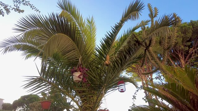 Low angle of a short palm tree with some decorations.