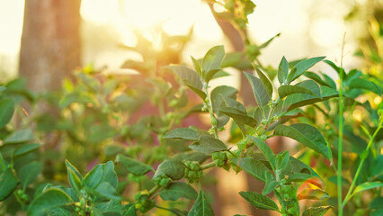 Ashwagandha known as Withania somnifera, Solanaceae plant in morning misty background. Ashwagandha branch with green leaves and . Close-up view of Poison gooseberry, or winter cherry. healthcare