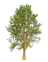 Obraz premium Green tree isolated on transparent background with clipping path, single tree with clipping path and alpha channel...