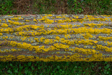 A mossy tree. Tree whose trunk is covered with moss.
Green trunk tree.Tree body. Belgrad forests,...