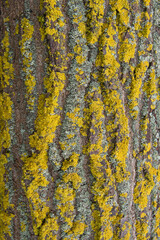 A mossy tree. Tree whose trunk is covered with moss.
Green trunk tree.Tree body. Belgrad forests, Istanbul. Turkey.
