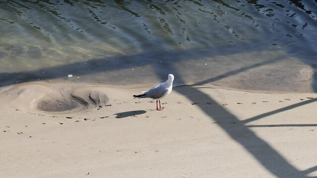 Red-billed Gull on the Beach Footage