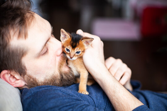 Little abyssinian ruddy kitten sitting on mans chest. Bearded man petting his one month old kitten. Pets care. World cat day. Image for websites about cats. Selective focus.