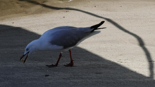 Red-billed Gull Foraging on the Beach Footage