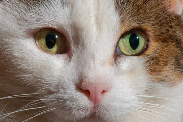 Tabby white color cat standing on the sofa.
 Cat with confused eyes.
deaf cat. Close-up cat eyes.