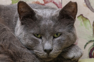 Gray cat sleeping on the sofa.
Cat sleeping on the sofa.
Cat sleeping on green sofa. Gray cat resting on the sofa.