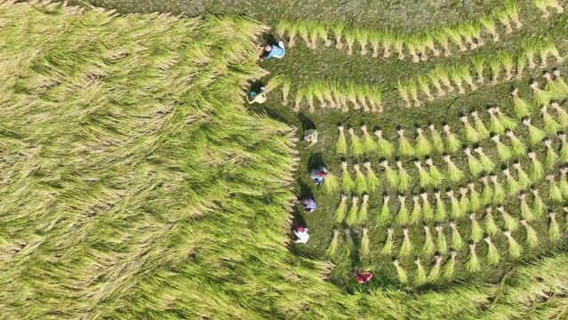 Farmer cut ripe peddy old hand system. aerial top down smooth video footage