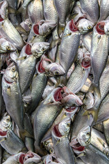 Cinekop  Yellowfin fish frozen in styrofoam box.
The blueberry standing at the fish counter. Karakoy fish market, Istanbul.