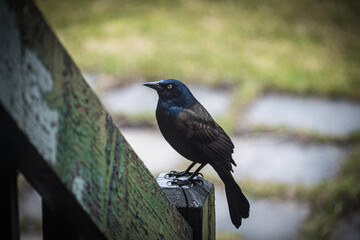 Scenic view of a common grackle perched on a wooden surface in Ile Perrot, Quebec, Canada