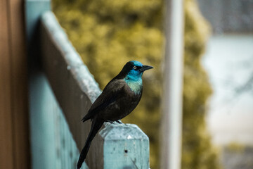 Scenic view of a common grackle perched on a wooden surface in Ile Perrot, Quebec, Canada