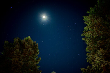 Fototapeta na wymiar Scenic view of trees in a forest at night in Ile Perrot, Quebec, Canada
