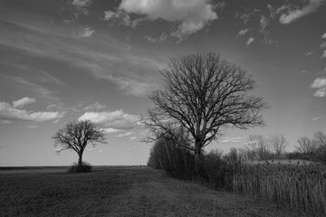 Scenic view of trees in a rural area in Ile Perrot in southwestern Quebec, Canada