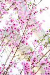 pink peach blossom in spring