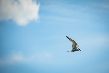 White arctic tern (Sterna paradisaea) flying in the sky with white clouds, the concept of freedom