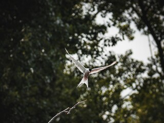 White arctic tern bird (Sterna paradisaea) flying through the trees during the daytime