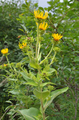 Inula helenium grows in the wild