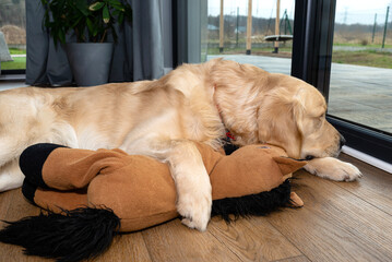 A young male golden retriever lies with a toy on vinyl panels under a large terrace window in the living room.