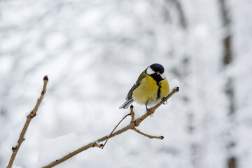 The great tit or big tit, ( lat. Parus major )on a snow-covered branch on the background of a winter landscape