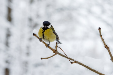 The great tit or big tit, ( lat. Parus major )on a snow-covered branch on the background of a winter landscape
