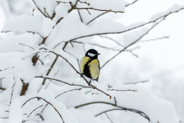  The great tit or big tit, ( lat. Parus major )on a snow-covered branch on the background of a winter landscape
