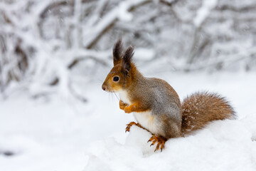 Naklejka na ściany i meble The common squirrel , or veksha ( lat. Sciurus vulgaris , “common squirrel” in winter time