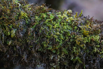Close up photos of moss grown on a tree branch as abstract background