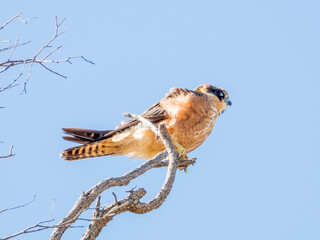 Australian Hobby in New South Wales Australia