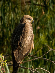 Black Kite in New South Wales Australia