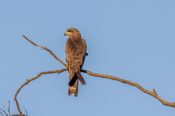 Black Kite in New South Wales Australia