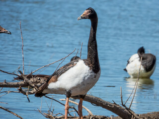 Magpie Goose in New South Wales Australia