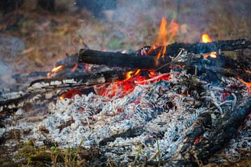 Burning forest debris to clear the forest floor for collecting the dry leaves next year