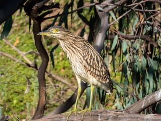 Nankeen Night Heron in Australia
