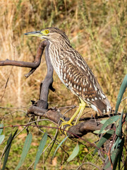 Nankeen Night Heron in Australia