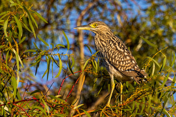 Nankeen Night Heron in Australia