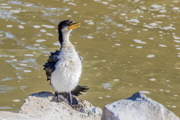 Nankeen Night Heron in Australia