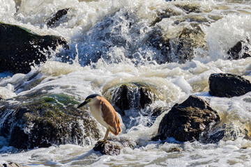 Nankeen Night Heron in Australia
