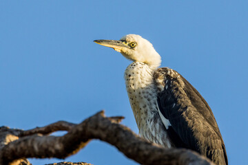 White-necked or Pacific Heron in Australia