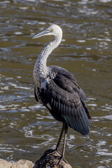 White-necked or Pacific Heron in Australia