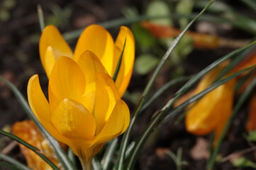 Saffron flowers in spring