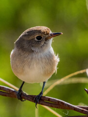 Female Red-capped Robin in Australia
