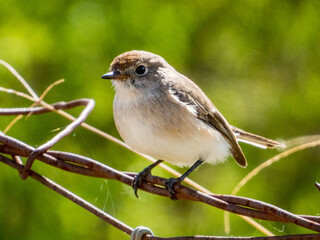 Female Red-capped Robin in Australia
