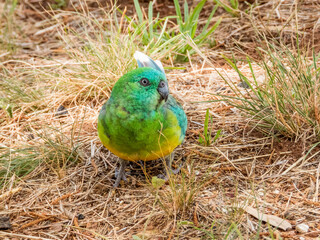Red-rumped Parrot in New South Wales Australia