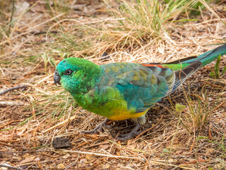 Red-rumped Parrot in New South Wales Australia