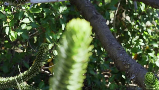Detail of Araucaria tree branch, also evergreen coniferous tree or monkey tail tree, with thick sharp needles, close to Lanin volcano in the border region between Argentina and Chile.